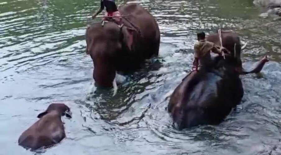  തേങ്ങ കഴിക്കാന്‍ ശ്രമിക്കുന്നതിനിടെയുണ്ടായ സ്‌ഫോടനത്തില്‍ കാട്ടാനയുടെ മേല്‍ത്താടിയും കീഴ്ത്താടിയും തകര്‍ന്നു. 