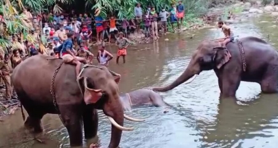  മെയ് 18ന് എന്‍എസ്എസ് എസ്റ്റേറ്റിൽ തമ്പടിച്ച ആന 23 ന് ഒതുക്കുമ്പുറം എസ്റ്റേറ്റ് പരിസരത്തെത്തി. 25 നാണ് തിരുവിഴാംകുന്ന് വെള്ളിയാറിലെത്തിയത്. 