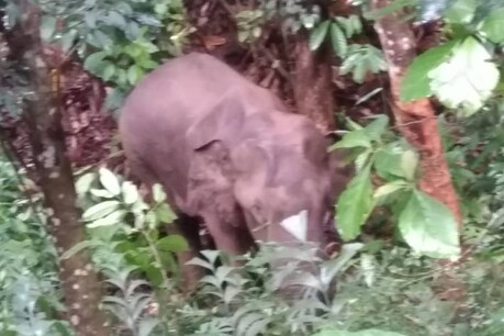ജനവാസ കേന്ദ്രത്തിൽ കുടുങ്ങി മോഴയാന; വനംവകുപ്പ് സംഘം പരിശോധന നടത്തുന്നു ജനവാസ കേന്ദ്രത്തിൽ കുടുങ്ങി മോഴയാന; വനംവകുപ്പ് സംഘം പരിശോധന നടത്തുന്നു