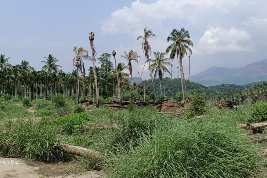  ഓഗസ്റ്റിൽ ഗതി മാറി ഒഴുകിയ നദി കൂടെ കൊണ്ട് പോയത് ബിനുവിന്റെ സ്വപ്നഭൂമിയെ ആണ്. 340 തെങ്ങ്, 2400 കമുക്, 60 ജാതി, 200 കുരുമുളകു കൊടികൾ, 2600 നേന്ത്രവാഴ, 700 പൂവൻ വാഴ...ഇത്രമാത്രമായിരുന്നില്ല പത്തുമാസം മുൻപ് ഈ കൃഷിയിടത്തിൽ ഉണ്ടായിരുന്നത്.