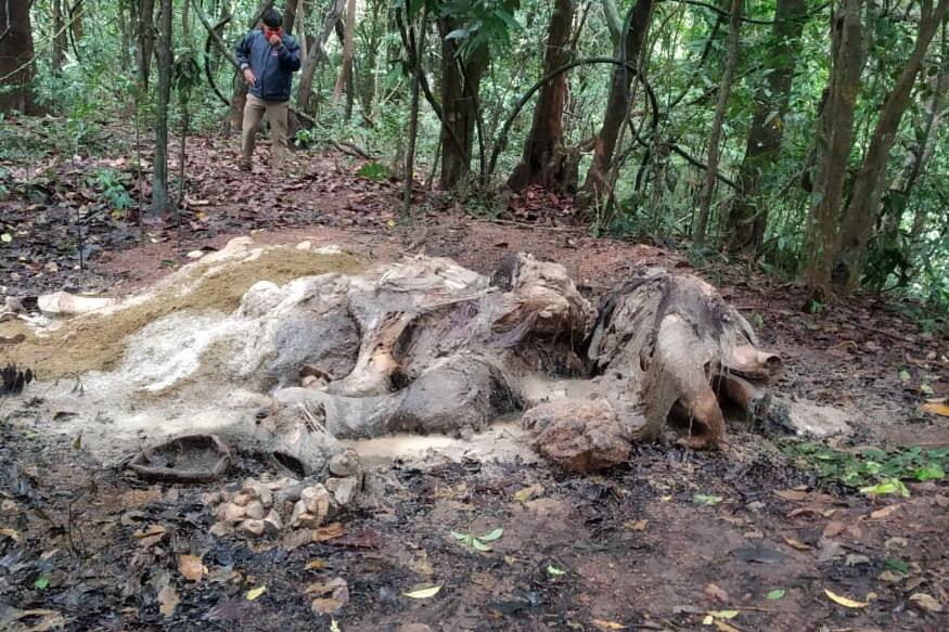 അഗളി പഞ്ചായത്തിലെ കള്ളമല ചിന്നപറമ്പ് മന്തംചോല മലവാരത്താണ് പത്ത് വയസ് പ്രായമുള്ള കുട്ടി കൊമ്പനെ ചരിഞ്ഞ നിലയിൽ കണ്ടെത്തിയത്. അഗളി പഞ്ചായത്തിലെ കള്ളമല ചിന്നപറമ്പ് മന്തംചോല മലവാരത്താണ് പത്ത് വയസ് പ്രായമുള്ള കുട്ടി കൊമ്പനെ ചരിഞ്ഞ നിലയിൽ കണ്ടെത്തിയത്.