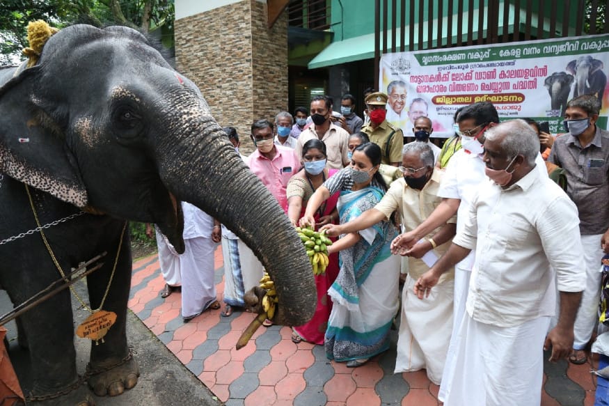 സംസ്ഥാനത്തെ ഒരു മന്ത്രിയുടെ കൈയില് നിന്നും ഭക്ഷണം വാങ്ങി കഴിക്കുവാന് സാധിക്കുമെന്ന് നാരായണന്കുട്ടി സ്വപ്നത്തില് പോലും കരുതിയിരുന്നില്ല. എന്നാല് 'ഗജ' രാജയോഗത്തില് അതും സാധ്യമായി. വനം - വന്യജീവി വകുപ്പ് മന്ത്രി കെ. രാജുവിന്റെ കൈയ്യില് നിന്നാണ് നാരായണന്കുട്ടി എന്ന 49 വയസുകാരന് ആനയ്ക്ക് തന്റെ ഇഷ്ട വിഭവങ്ങളില് ഒന്നായ പഴക്കുല ലഭിച്ചത്. സംസ്ഥാനത്തെ ഒരു മന്ത്രിയുടെ കൈയില് നിന്നും ഭക്ഷണം വാങ്ങി കഴിക്കുവാന് സാധിക്കുമെന്ന് നാരായണന്കുട്ടി സ്വപ്നത്തില് പോലും കരുതിയിരുന്നില്ല. എന്നാല് 'ഗജ' രാജയോഗത്തില് അതും സാധ്യമായി. വനം - വന്യജീവി വകുപ്പ് മന്ത്രി കെ. രാജുവിന്റെ കൈയ്യില് നിന്നാണ് നാരായണന്കുട്ടി എന്ന 49 വയസുകാരന് ആനയ്ക്ക് തന്റെ ഇഷ്ട വിഭവങ്ങളില് ഒന്നായ പഴക്കുല ലഭിച്ചത്.
