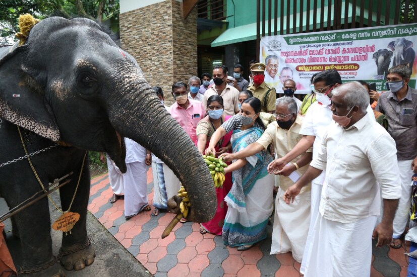  സംസ്ഥാനത്തെ ഒരു മന്ത്രിയുടെ കൈയില്‍ നിന്നും ഭക്ഷണം വാങ്ങി കഴിക്കുവാന്‍ സാധിക്കുമെന്ന് നാരായണന്‍കുട്ടി സ്വപ്നത്തില്‍ പോലും കരുതിയിരുന്നില്ല. എന്നാല്‍ 'ഗജ' രാജയോഗത്തില്‍ അതും സാധ്യമായി. വനം - വന്യജീവി വകുപ്പ് മന്ത്രി കെ. രാജുവിന്റെ കൈയ്യില്‍ നിന്നാണ് നാരായണന്‍കുട്ടി എന്ന 49 വയസുകാരന്‍ ആനയ്ക്ക് തന്റെ ഇഷ്ട വിഭവങ്ങളില്‍ ഒന്നായ പഴക്കുല ലഭിച്ചത്.