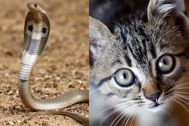 കരിമൂർഖന് മാത്രമല്ല പോസ്റ്റുമോർട്ടം; കായംകുളത്ത് കൊലപാതകം തെളിയിച്ചത് പൂച്ച!