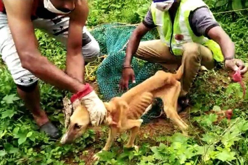  ദിവസങ്ങൾ കിണറ്റിൻ കുടുങ്ങി കിടന്ന നായയെ രക്ഷപ്പെടുത്തി ഫയർ ഫോഴ്സ് സിവിൽ ഡിഫൻസ് അംഗങ്ങൾ. മലപ്പുറം നിലമ്പൂർ ചുങ്കത്തറ പഞ്ചായത്തിലെ  കളംകുന്ന് പ്രദേശത്ത് കോട്ടക്കകത്ത് ജിനു ജോസഫിൻ്റ ഉടമസ്ഥയിലുള്ള പറമ്പിലെ കിണറ്റിലാണ് നായ അകപ്പെട്ടത്.