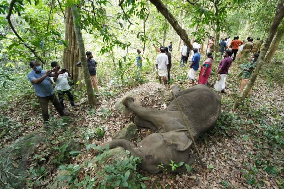  പാലക്കാട്ട് ഗർഭിണിയായ ആന പടക്കം ഒളിപ്പിച്ച പൈനാപ്പിൾ ഭക്ഷിച്ച്  ചരിഞ്ഞ നൊമ്പരം നിലനിൽക്കെയാണ് സമാന രീതിയിൽ നേരത്തെ നടന്ന മറ്റൊരു സംഭവത്തിൽ മൂന്നംഗ സംഘം പിടിയിലായത്.