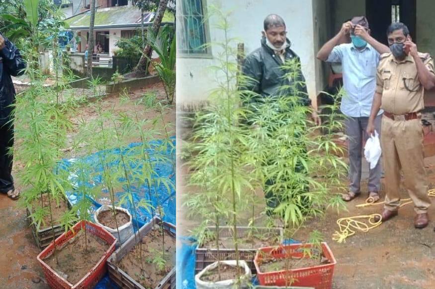 വീടിന്റെ ടെറസില് കഞ്ചാവ് വളര്ത്തിയ യുവാവ് പിടിയില്. കോഴിക്കോട് നാദാപുരം കടമേരി കീരിയങ്ങാടി കല്ലുങ്കല്കുനില് ബഷീറാണ് പിടിയിലായത്. വീടിന്റെ ടെറസില് കഞ്ചാവ് വളര്ത്തിയ യുവാവ് പിടിയില്. കോഴിക്കോട് നാദാപുരം കടമേരി കീരിയങ്ങാടി കല്ലുങ്കല്കുനില് ബഷീറാണ് പിടിയിലായത്.