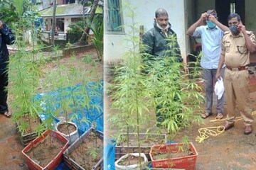 ലോക്ക്ഡൗൺ കാലത്തെ ബോറടി മാറ്റാൻ ടെറസിൽ കഞ്ചാവ് കൃഷി; യുവാവ് പിടിയിൽ 