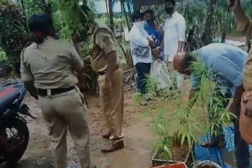  നാദാപുരം സിഐയും സംഘവും നടത്തിയ പരിശോധനയിലാണ് കഞ്ചാവ് ചെടികള്‍ കണ്ടെത്തിയത്.