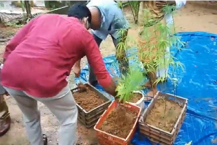 ഒന്നര മീറ്ററോളം ഉയരത്തില് വളര്ച്ച എത്തിയ കഞ്ചാവ് ചെടികളാണ് സംഘം ഇയാളുടെ വീട്ടില് നിന്നും പിടികൂടിയത്. ഒന്നര മീറ്ററോളം ഉയരത്തില് വളര്ച്ച എത്തിയ കഞ്ചാവ് ചെടികളാണ് സംഘം ഇയാളുടെ വീട്ടില് നിന്നും പിടികൂടിയത്.