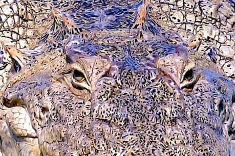 Can You Identify This Animal? ഈ മൃഗം ഏതാണെന്ന് പറയാൻ നിങ്ങൾക്ക് കഴിയുമോ? സോഷ്യൽമീഡിയയിൽ വൈറലായ ചിത്രം Can You Identify This Animal? ഈ മൃഗം ഏതാണെന്ന് പറയാൻ നിങ്ങൾക്ക് കഴിയുമോ? സോഷ്യൽമീഡിയയിൽ വൈറലായ ചിത്രം