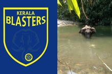 ആനയെ കൊലപ്പെടുത്തിയ സംഭവം: പ്രതിഷേധവുമായി കേരള ബ്ലാസ്റ്റേഴ്സും