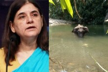 ആന ചരിഞ്ഞ സംഭവത്തിൽ വിദ്വേഷ പ്രചാരണം: മനേക ഗാന്ധിക്കെതിരെ മുസ്ലിംലീഗിന്റെ വക്കീൽ നോട്ടീസ്