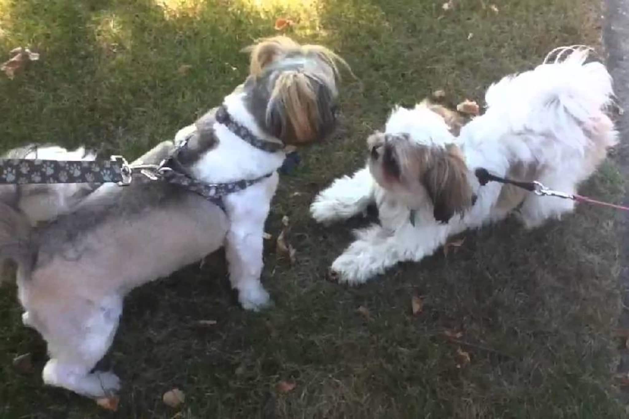 വളർത്തുനായ്ക്കളുമായി ലൈംഗിക ബന്ധം; യുവതിക്ക് ശിക്ഷവിധിച്ച് കോടതി