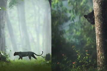 വന്യസൗന്ദര്യമായി 'ക്ലിയോപാട്ര';  നിഴലായി 'സായ'; കബനീ കാടുകളിലെ ഈ ചിത്രം പിറന്നതെങ്ങിനെ?