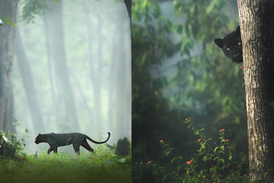 കബനി വനാന്തരങ്ങളിൽ കൂടി വിഹരിക്കുന്ന കരിംപുലിയുടെ ചിത്രം