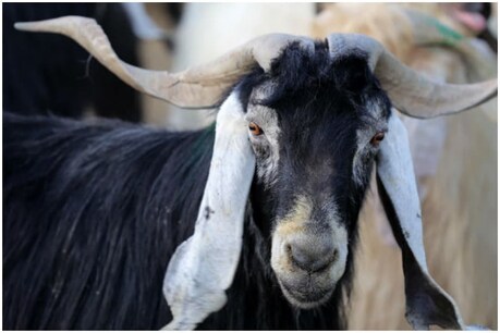 GOATS FINED | ആടാണെങ്കിലും തെറ്റ് ചെയ്താൽ വെറുതെ വിടില്ല; 15 ആടുകളിൽ നിന്നും 3000 രൂപ പിഴ ഈടാക്കി തെലങ്കാന GOATS FINED | ആടാണെങ്കിലും തെറ്റ് ചെയ്താൽ വെറുതെ വിടില്ല; 15 ആടുകളിൽ നിന്നും 3000 രൂപ പിഴ ഈടാക്കി തെലങ്കാന