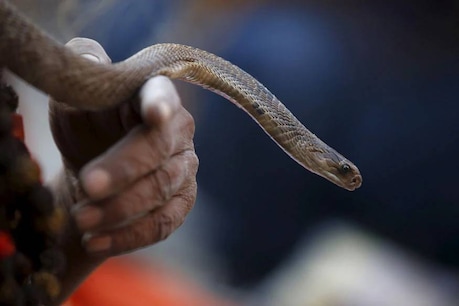 കാലിൽചുറ്റിയ പാമ്പ് ആഞ്ഞുകൊത്തി; സ്ഥാനാർത്ഥി രക്ഷപെട്ടത് തലനാരിഴയ്ക്ക് കാലിൽചുറ്റിയ പാമ്പ് ആഞ്ഞുകൊത്തി; സ്ഥാനാർത്ഥി രക്ഷപെട്ടത് തലനാരിഴയ്ക്ക്