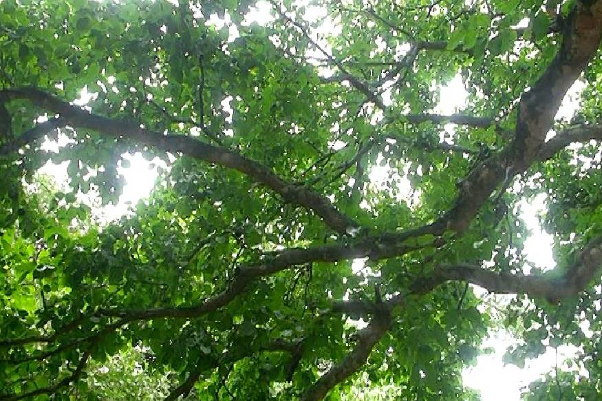  എഴുത്ത് കളരിക്ക് തൊട്ട് അടുത്താണ് വിഖ്യാതമായ കാഞ്ഞിരമരം. എഴുത്തച്ഛൻ ധ്യാനിച്ചിരുന്നത് ഈ മരത്തിന്റെ ചുവട്ടിൽ ആയിരുന്നു എന്ന് സങ്കല്പം.