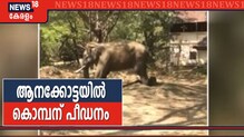 പുതിയ പാപ്പാനുമായി മെരുങ്ങുന്നില്ല; ഗുരുവായൂർ ആനക്കോട്ടയിലെ കൊമ്പന് കൊടിയ പീഡനം
