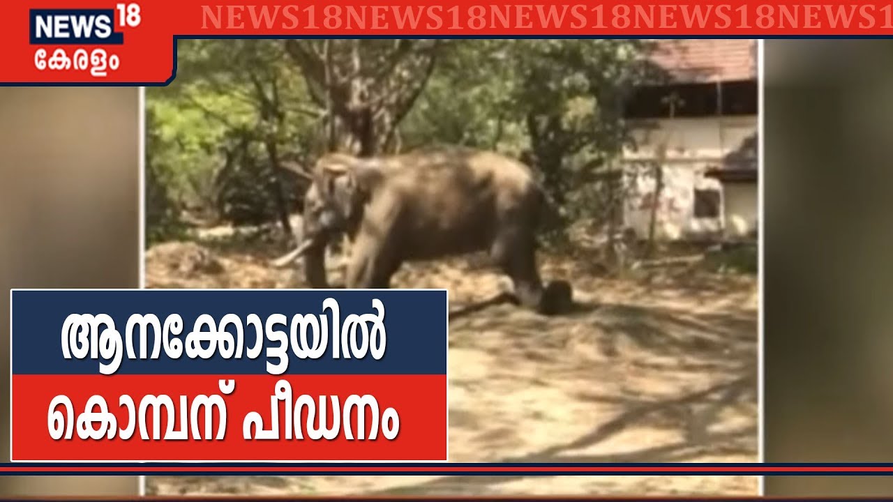 പുതിയ പാപ്പാനുമായി മെരുങ്ങുന്നില്ല; ഗുരുവായൂർ ആനക്കോട്ടയിലെ കൊമ്പന് കൊടിയ പീഡനം
