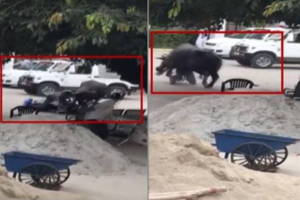 ബൈക്കിലെത്തിയ പൊലീസുകാരനെ പോത്ത്  കുത്തിവീഴ്ത്തി; റോഡിലൂടെ വലിച്ചിഴച്ചു