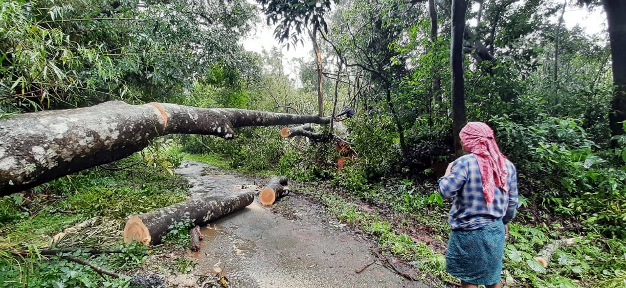 ഇതിന് പുറമെ ശിങ്കംപാറ ഫോറസ്റ്റ് സ്റ്റേഷനിലെ ജീവനക്കാരും ദുരിതത്തിലാണ്. ഇനിയും മണ്ണിടിഞ്ഞാൽ കാൽനടയാത്ര പോലും സാധ്യമാവില്ലെന്ന് പ്രദേശവാസികൾ പറയുന്നു. ഇതിന് പുറമെ ശിങ്കംപാറ ഫോറസ്റ്റ് സ്റ്റേഷനിലെ ജീവനക്കാരും ദുരിതത്തിലാണ്. ഇനിയും മണ്ണിടിഞ്ഞാൽ കാൽനടയാത്ര പോലും സാധ്യമാവില്ലെന്ന് പ്രദേശവാസികൾ പറയുന്നു.