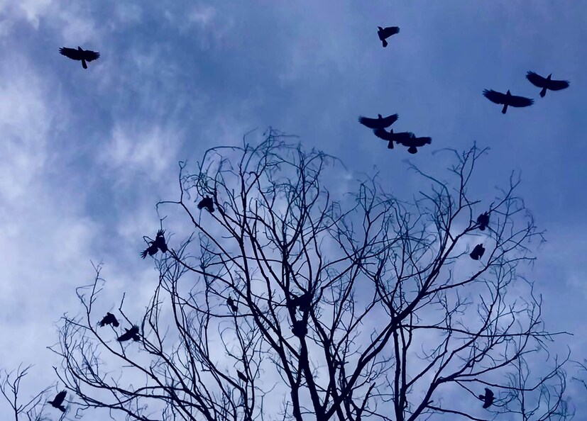  ഫോട്ടോ- ഫാ. ജിജോ കുര്യൻ