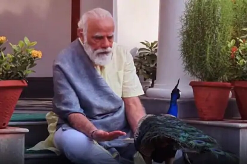 pm narendra modi, PM Modi viral video, prime minister narendra modi, viral video, Narendra modi with peacock, പ്രധാനമന്ത്രി നരേന്ദ്ര മോദി, വൈറൽ വീഡിയോ, നരേന്ദ്ര മോദി വീഡിയോ, നരേന്ദ്ര മോദി വൈറൽ വീഡിയോ, മയിലുകൾക്കൊപ്പം നരേന്ദ്ര മോദി