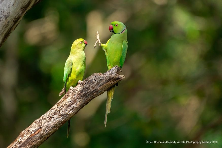 'ശ് ശ്... സാമൂഹിക അകലം' (Image: Petr Sochman/Comedy Wildlife Photo Awards 2020)