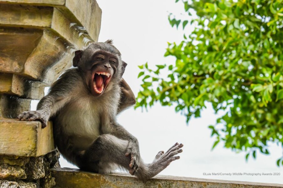  'ഈ എക്സ്പ്രഷൻ എങ്ങനെയുണ്ട്' (Image: Luis Mart/Comedy Wildlife Photo Awards 2020)