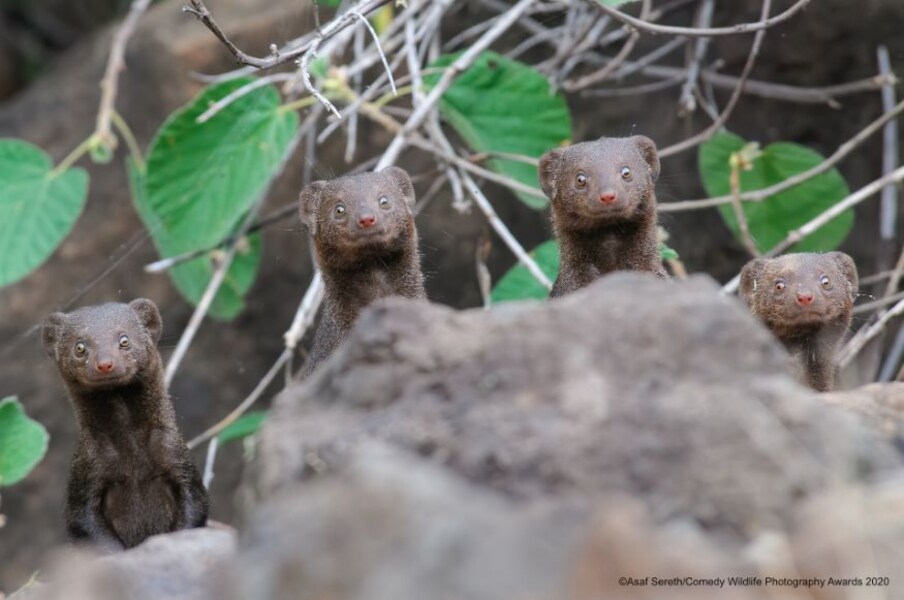  'സർപ്രൈസ്.....'. (Image: Asaf Sereth/Comedy Wildlife Photo Awards 2020)