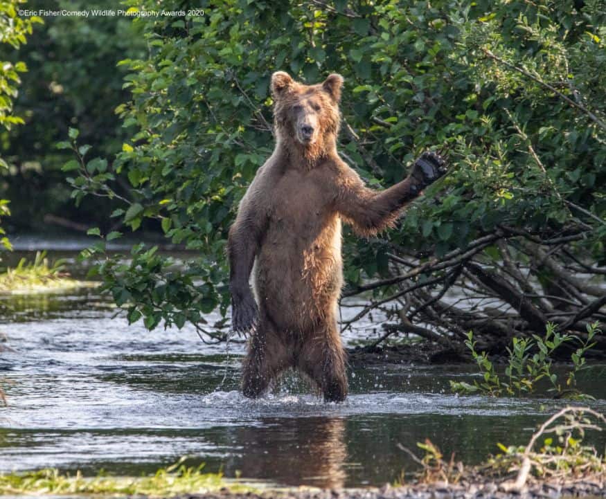 'ഹായ്' (Image: Eric Fisher/Comedy Wildlife Photo Awards 2020)
