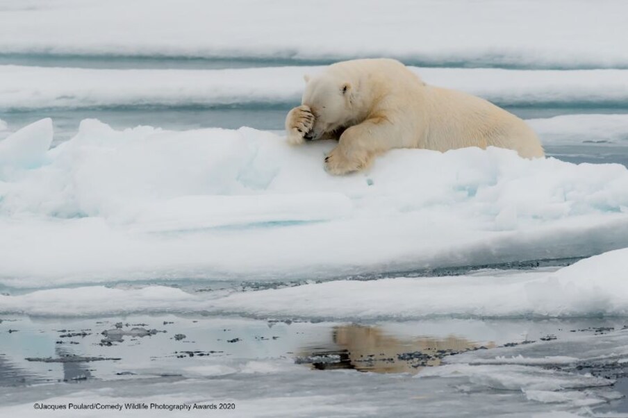 'മടുത്തു ഈ ജീവിതം'! (Image: Jacques Poulard/Comedy Wildlife Photo Awards 2020)