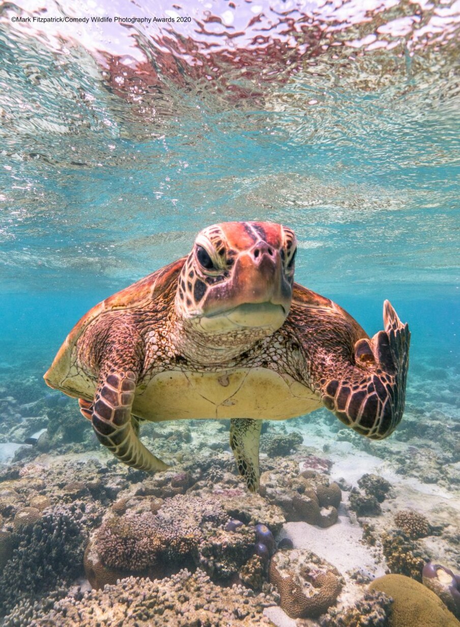  (Image: Mark Fitzpatrick/Comedy Wildlife Photo Awards 2020)