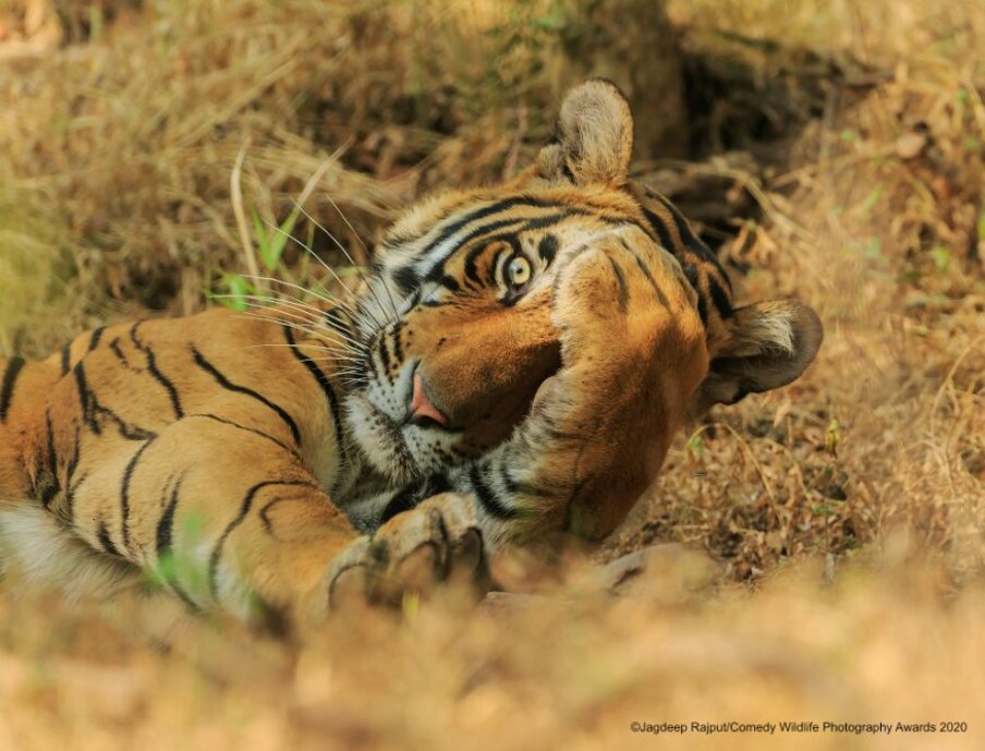  Peekaboo. (Image: Jagdeep Rajput/Comedy Wildlife Photo Awards 2020)