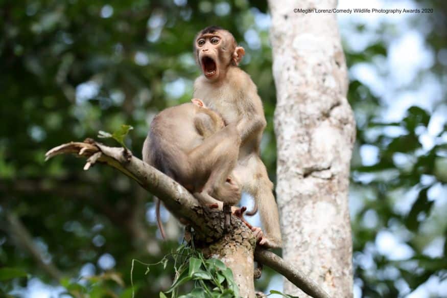 Monkey Business. (Image: Megan Lorenz/Comedy Wildlife Photo Awards 2020)