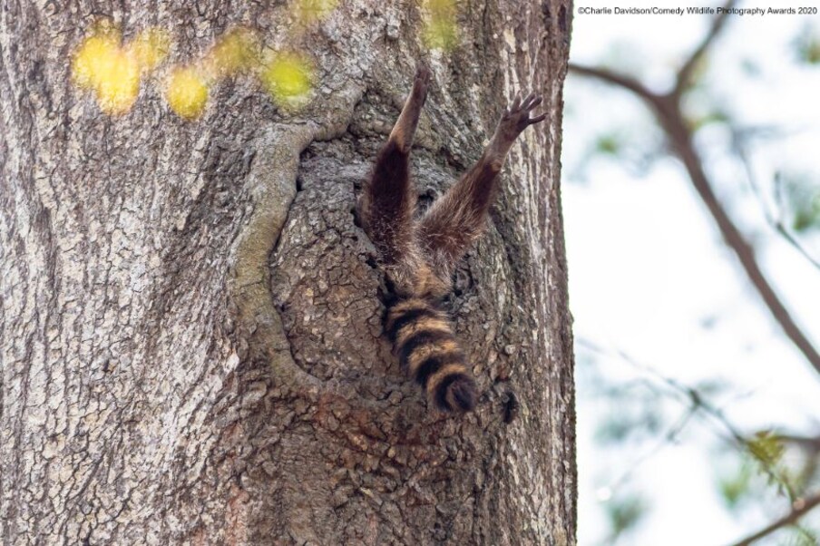  (Image: Charlie Davidson/Comedy Wildlife Photo Awards 2020)