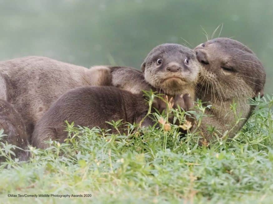 (Image: Max Teo/Comedy Wildlife Photo Awards 2020)