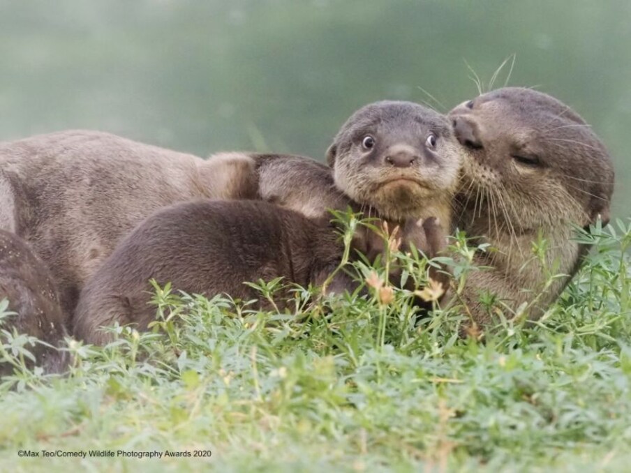  (Image: Max Teo/Comedy Wildlife Photo Awards 2020)