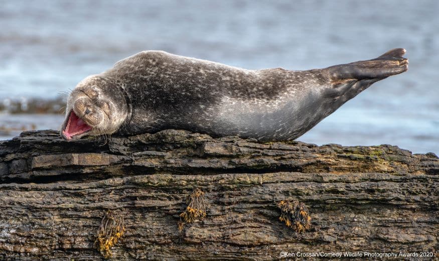 (Image: Ken Crossan/Comedy Wildlife Photo Awards 2020)