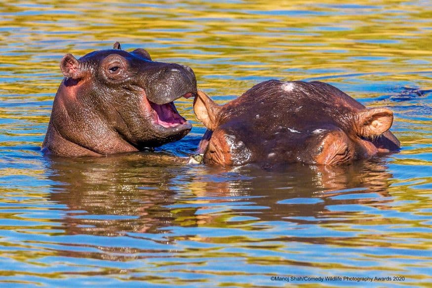 Laughing Hippo. (Image: Manoj Shah/Comedy Wildlife Photo Awards 2020)