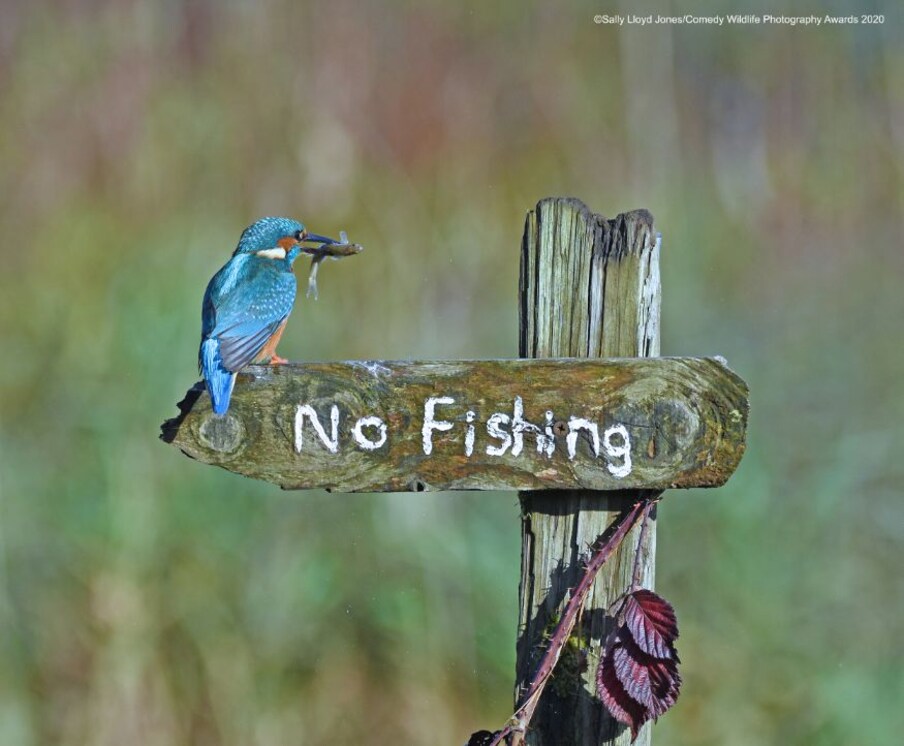  ഞാൻ അങ്ങനെ ചെയ്യുമോ? (Image: Sally Lloyd-Jones/Comedy Wildlife Photo Awards 2020)