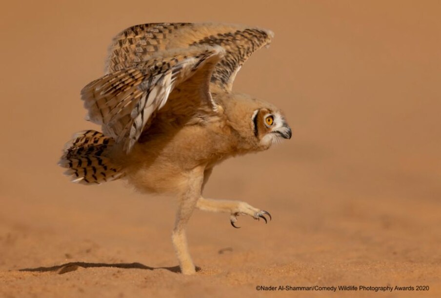  (Image: Nader Al-Shammari/Comedy Wildlife Photo Awards 2020)