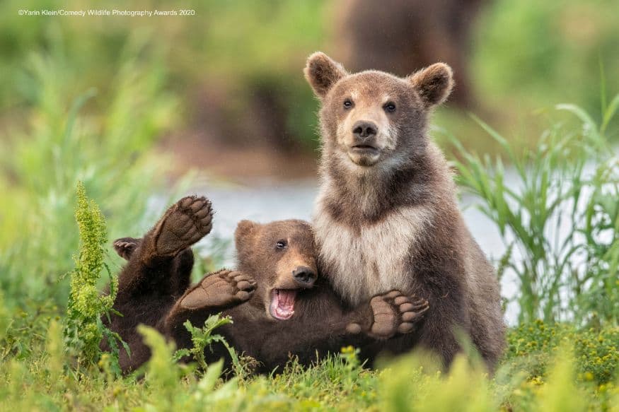 (Image: Yarin Klein/Comedy Wildlife Photo Awards 2020)