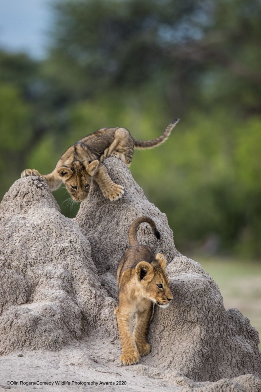  (Image: Olin Rogers/Comedy Wildlife Photo Awards 2020)