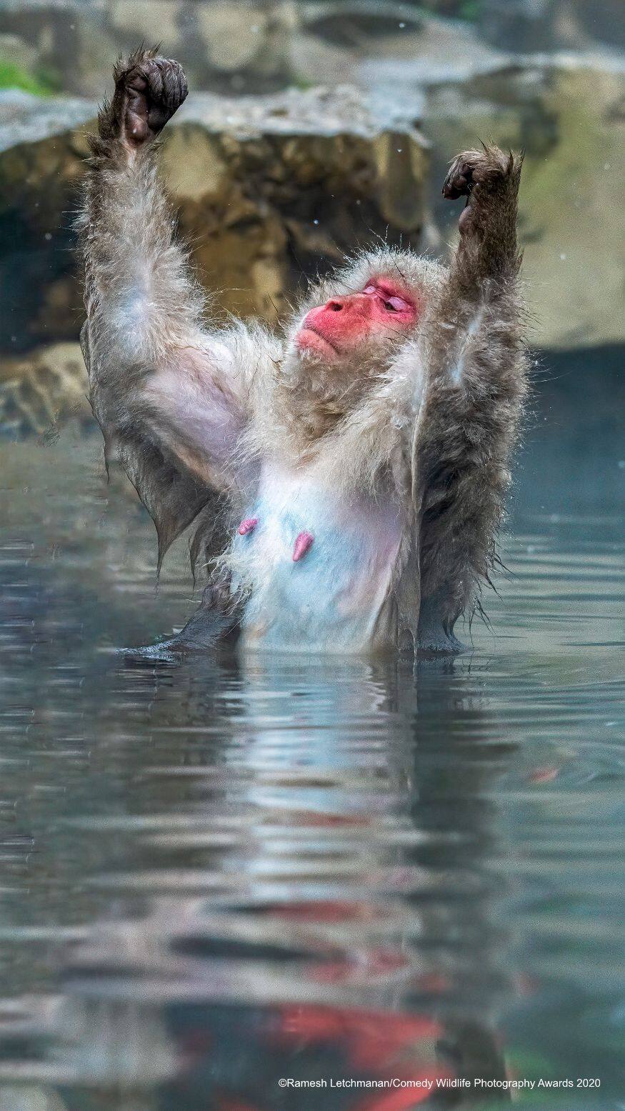 (Image: Ramesh Letchmanan/Comedy Wildlife Photo Awards 2020)