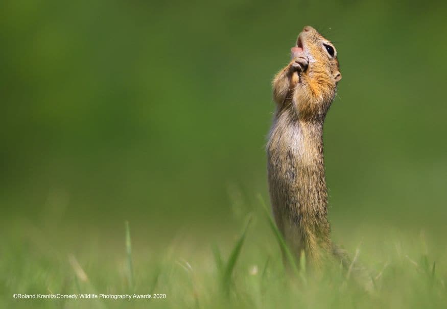 ഓ, മൈ കടവുളേ (Image: Roland Kranitz/Comedy Wildlife Photo Awards 2020)