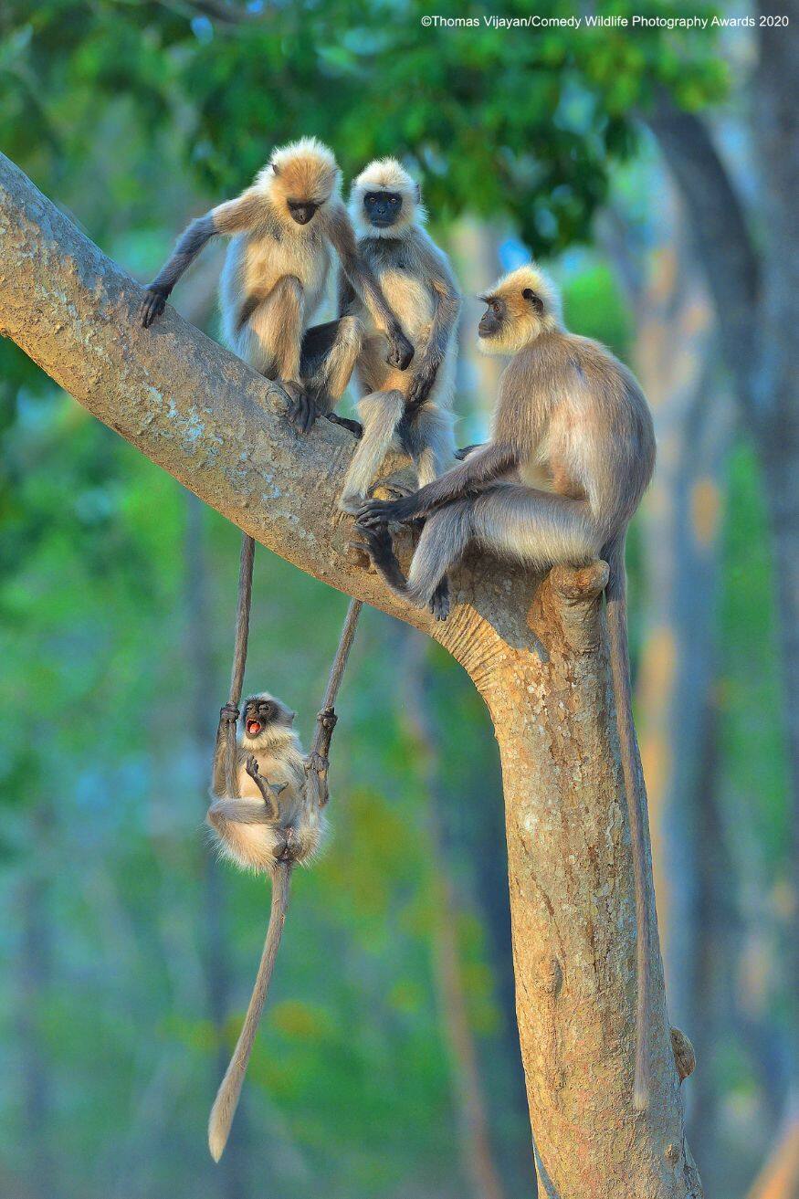 (Image: Thomas Vijayan/Comedy Wildlife Photo Awards 2020)