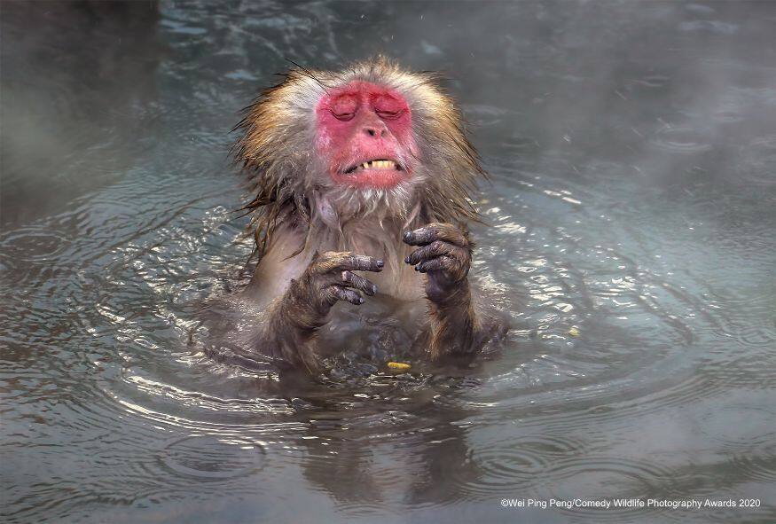 സാധകം ചെയ്യുകയായിരിക്കും (Image: Wei Ping Peng/Comedy Wildlife Photo Awards 2020)